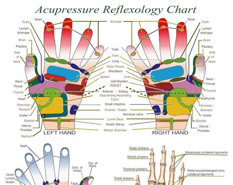 Spinal Nerve And Reflexology Infographic Print By Hearts For Etsy