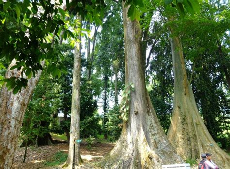 Ssst Ini Mitos Pohon Jodoh Di Kebun Raya Bogor