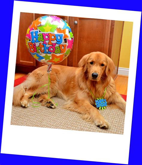 My Golden Retriever Charlie Goetzhappy 1st Birthday Dog