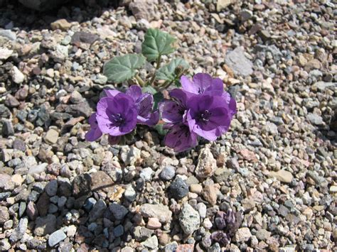 Purple Desert Wildflower Georgia Flickr