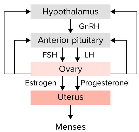 Primary Amenorrhea Concise Medical Knowledge