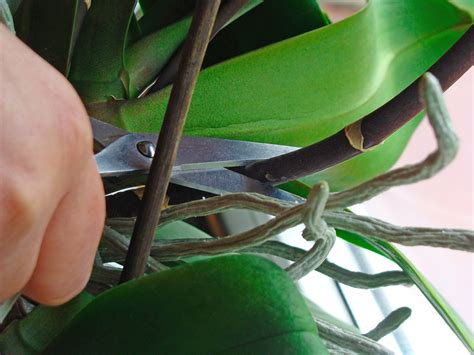 How To Prune An Orchid Step By Step Guide Brilliant Orchids