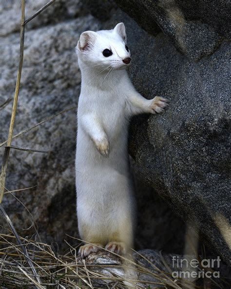 Long Tailed Weasel In Winter Coat Photograph By Dennis Hammer Fine