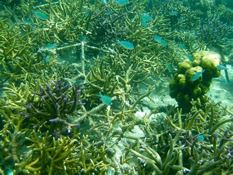 Rubble Stabilisation Reef Restoration And Adaptation Program