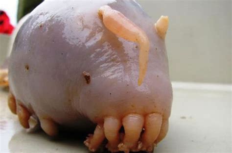 18 Terrifying And Strange Animals That You Didnt Even Know Existed