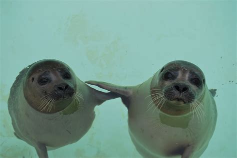 Funny Lovely Baby Seals New Pictures And Wallpapers 2012