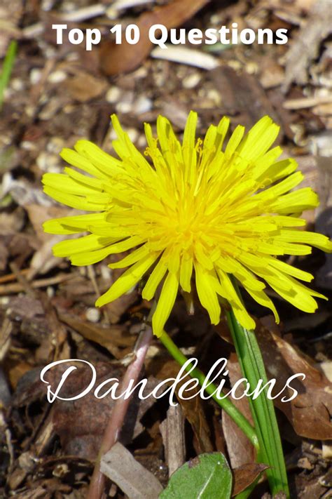 Top 10 Questions About Dandelions Lance Lab