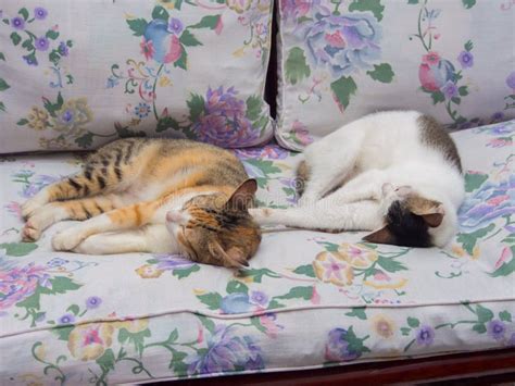 Two Cats Sleeping Together Stock Photo Image Of Relaxation 96825596