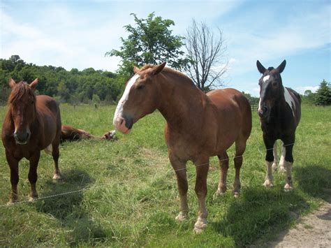 Farming Draft Horses Louisa Enrights Blog