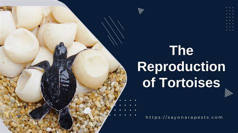 The Reproduction Of Tortoises Sayonara Pests