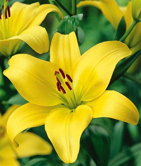 Gironde Asiatic Lily 2 Bulbs 1416cm Bright Yellow Hirts Gardens
