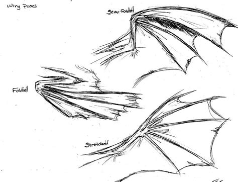 Folded Dragon Wings Drawing
