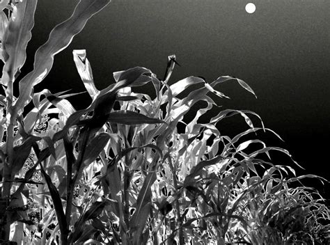 Moonlit Corn Photograph By Will Borden Fine Art America