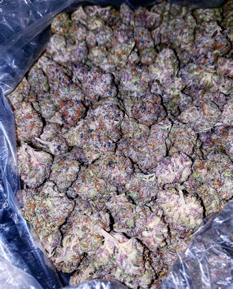 Buy Purple Punch Strain Where To Buy Online Weed For Sale Uk