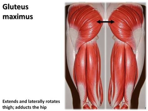 Gluteus Maximus Muscles Of The Lower Extremity Anatomy V Flickr