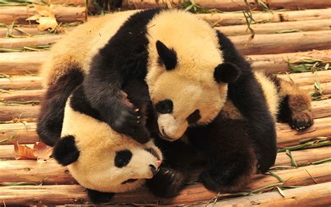 Panda Wallpaper Pictures Hd Images Free Photos 4k For Android Apk