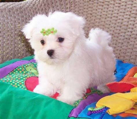 Teacup Maltese Puppy For Free Adoption Lloydminster Dogs For Sale