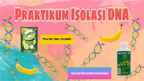 Isolasi Dna Pada Buah Pisang Youtube