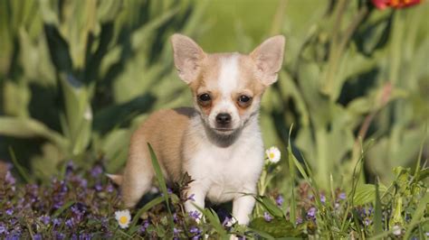 Chihuahua Perros Mascotas Hogarmania