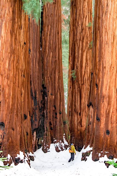 20 Helpful Things To Know About Sequoia National Park In Winter