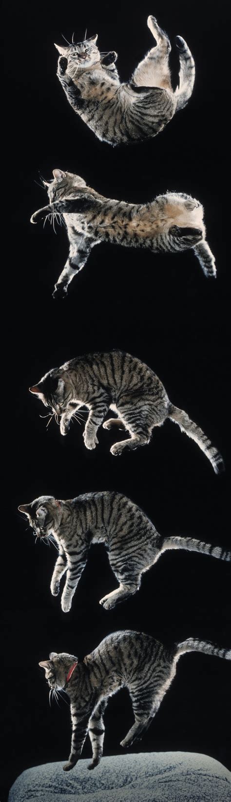 Смотреть cat with ticklish feet. Yes, Cats Know How To Fall On Their Feet. But These Guys ...