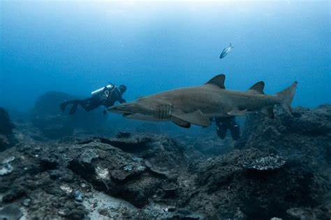 Grey Nurse Shark Dives Scuba World