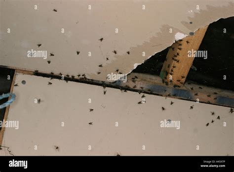 Cluster Flies Gathering In Warm Attic Space Stock Photo 10944057 Alamy