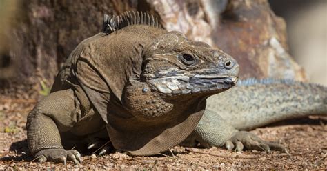 The 500th Jamaican Iguana—and Counting San Diego Zoo Wildlife