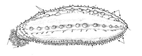 Class Holothuroidea Sea Cucumbers Diagram Quizlet