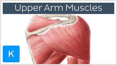 Shoulder Blade Muscle Anatomy