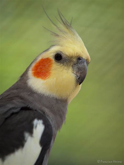 All About Cockatiels | HubPages
