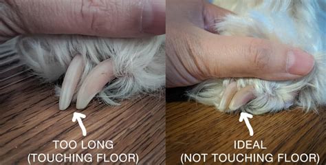 How To Trim Dog Nails Ultimate Guide Special Considerations For Doodles