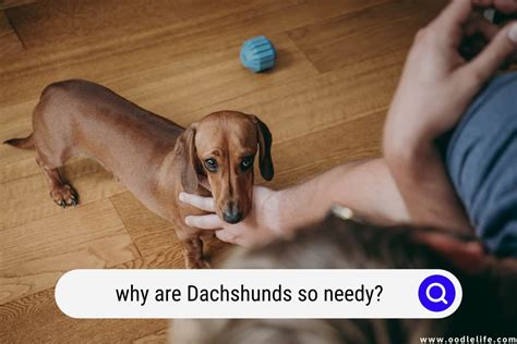 Why Are Dachshunds So Needy Oodle Life