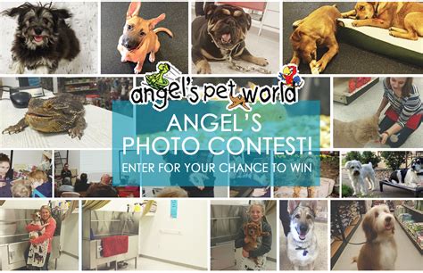 Angels Pet Photo Contest Angels Pet World