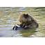 Brown Bear Eating Fish Photograph By David & Micha Sheldon