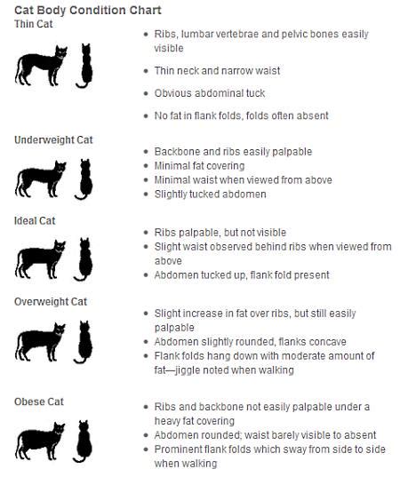 He's got big paws and larger bone structure. Cat Weight Chart | Judging Your Cat's Body Condition
