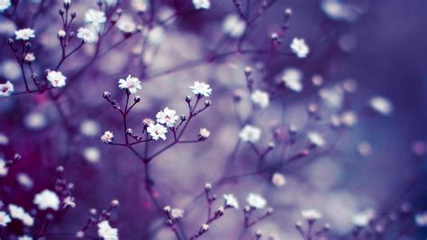 White Flowers In Light Purple Background 4k Nature Hd Desktop Wallpaper