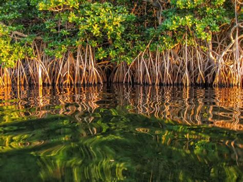 Sunset Glow On Red Mangrove Reflections Key Largo Fl River Of Grass
