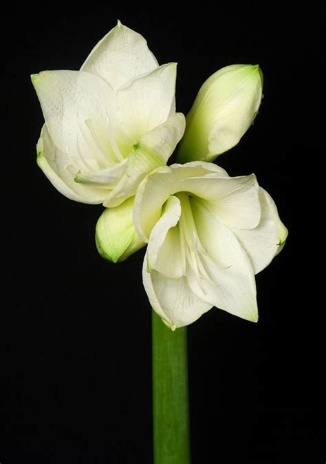 White Amaryllis To View Our Entire Selection Visit Us At Starflor