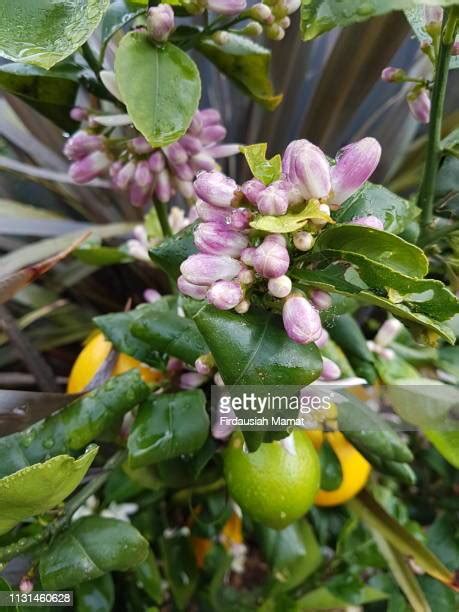 Lemon Blossoms Photos And Premium High Res Pictures Getty Images