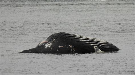 Humpback Whale Found Dead Off Haida Gwaii Was Struck By Vessel Ctv News