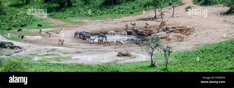 Herd Of African Animals At Watering Hole Stock Photo Alamy