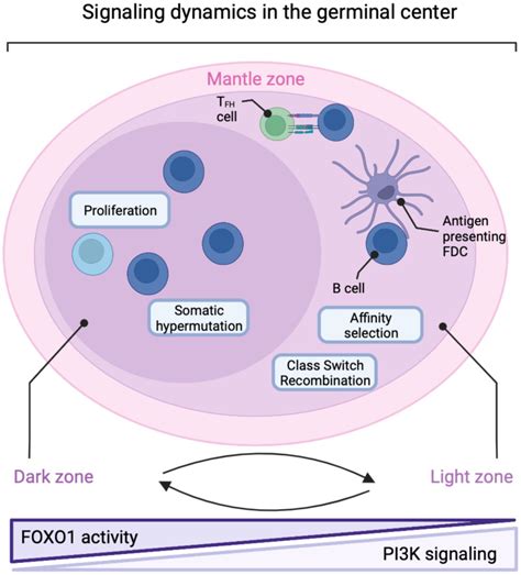 Figure 15 The Germinal Center Is A Targeting Oncogenic
