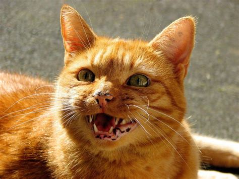 What Are The Signs Of Rabies In Cats What To Look Out For Pawtracks