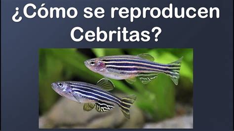 ¿cómo Reproducir Peces Cebra Youtube