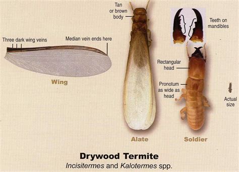 Key West Termites Termites Info