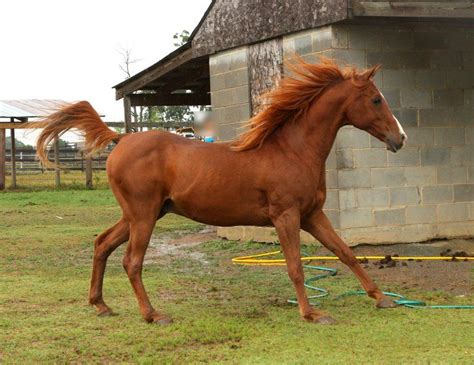 It is often grown in temperate climates. chestnut arabian horse by venom | Cheval