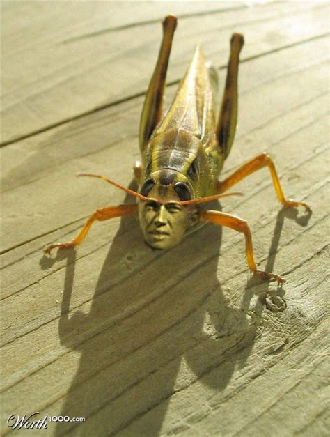 Kung Fu Kung Fu Grasshopper