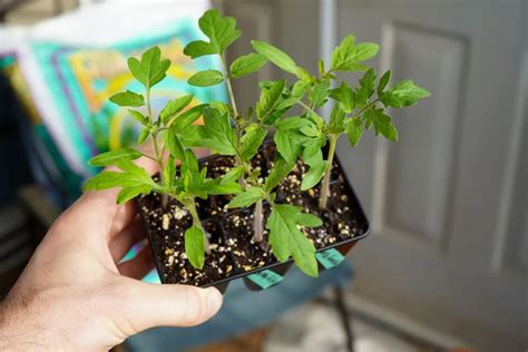 When To Transplant Tomato Seedlings Easy Step By Step Guide