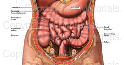Find the perfect abdomen anatomy stock photo. Anatomy of the Female Abdomen and Pelvis | Female Medical ...